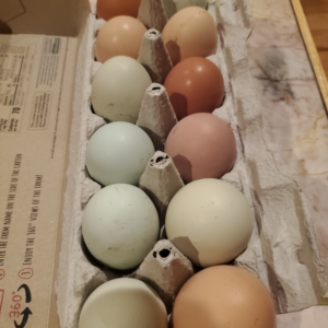 Chicken Eggs
